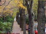 Autumn Sidewalk, Saint Germain Street