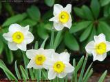 Daffodils, Commonwealth Avenue