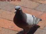 Pigeon, Cambridgeside