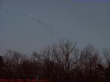 Winter Geese in Flight, Groveland, NY