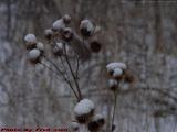 Burdocks Dressed in Snow, Groveland, NY