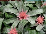 Bromeliad Blossoms, Indoor Garden