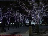 Winter Lighted Trees, Commonwealth Avenue Mall