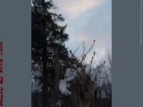 Stump, Snow and a Winter Dawn, Groveland, NY