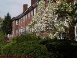 Spring Shrubs and Flowers, Brookline