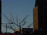Bare Trees in the Day's Last Sun, Boston City Hall Plaza