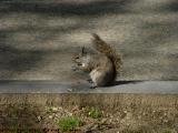 Hungry Squirrel, Boston Common
