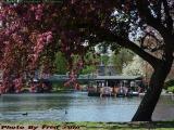 Blooms and Berthed Swan Boats, Boston Public Garden