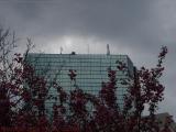 Blooms and Storm, from Boylston Street, Boston