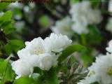Decorative Apple Blossoms, Commonwealth Avenue, Boston