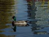 Mallard and Reflections, Boston Public Garden