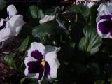 White and Purple Pansies, Boston Public Garden