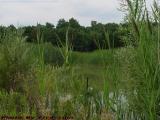Tranquil Pond and Reeds, Groveland, NY