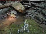 Reflecting Pool with Sun Ray, House Gully, Groveland, NY