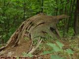 Decomposing Forested Stump Detail, Groveland, NY