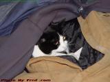 Cozy Kitty, Skitter Snuggling in Coveralls, Groveland, NY