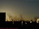 Gulls in Sunrise Silhouettes, East Boston