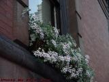 Flower Basket With Reflection, Fairfield Street, Boston