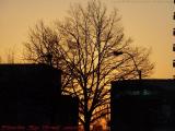 Winter Tree Silhouette at Sunset, Kenmore Square, Boston
