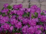 Lavender Azaleas, Commonwealth Avenue, Boston