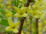 Forsythia Flower Detail, Esplanade