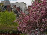 Boston in Bloom, Commonwealth and Massachuestts Aves.