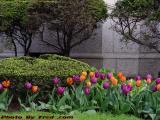 Boston in Bloom, Tulips and Stone, Mass. Ave. & Beacon
