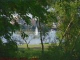 Sails Framed By Greenery, Charles River, Esplanade