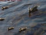 Duck Family in Clear Water, Charles River near Mass. Ave.