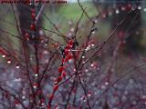 Rain-Laden Bay Berries, Groveland, NY