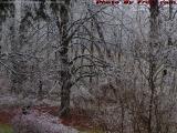 Ice Storm, Warm Earth, Groveland, NY