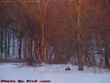 Winter Sunset Trees and Yard, Groveland, NY