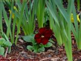 Maroon Pansy, Commonwealth Avenue, Boston