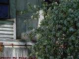 Doors and Shaded Crab Apple, Groveland, NY