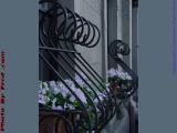 Protected Window Baskets, Arlington Street