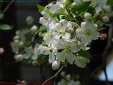 Crabapple Blossoms, Groveland, NY