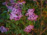 Late Afternoon Lilac Blossoms, Groveland, NY