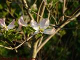 Dogwood Blossoms, Groveland, NY