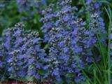Purple Ajuga, Groveland, NY