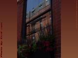Reflection and Window Box, Fairfield Street, Boston