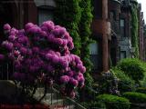 Late Spring Blossoms, Commonwealth Avenue