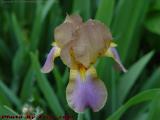Purple Iris, Groveland, NY