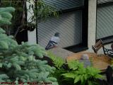 Pigeon Waiting for Lunch, Commonwealth Avenue, Boston