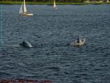 Capsized!  Charles River, from Cambridge
