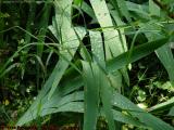 Garden Study, Leaves With Raindrops, Groveland, NY