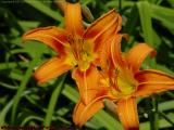 Day Lily Blossoms After a Light Rain, Groveland, NY