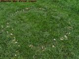 Fairy Ring, Groveland, NY
