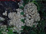 Mushroom Cluster, Groveland, NY