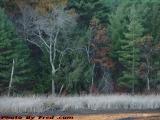 Low Water, Autumn Foliage, Bear Hill Pond, Harvard, Mass.