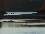 Wading Crane, Bear Hill Pond, Harvard, Mass.